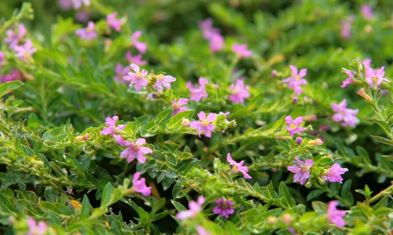 雪茄花照顧全攻略：從澆水到開花，新手也能養出爆盆美花