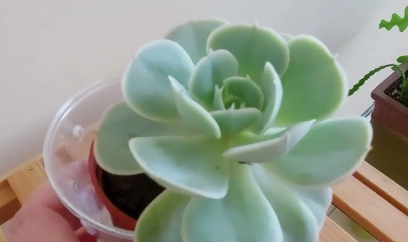 多肉植物受傷處理