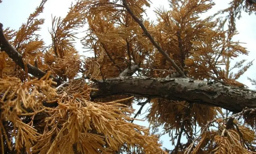 真柏變黃搶救指南：找出葉子變黃原因與解決步驟