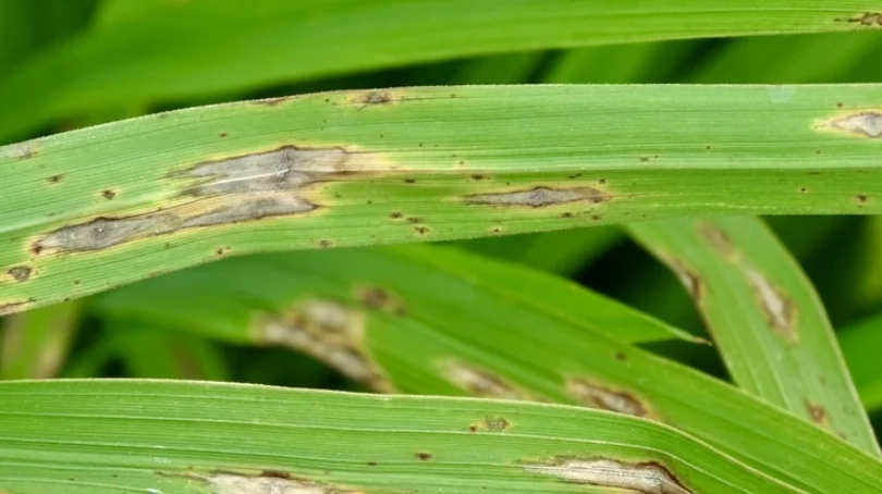 稻熱病防治方法