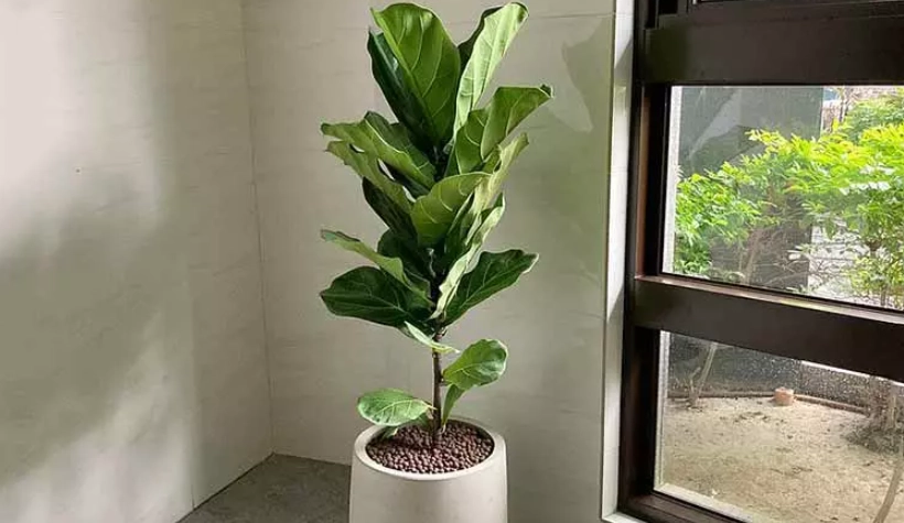 室內大型植物 位置