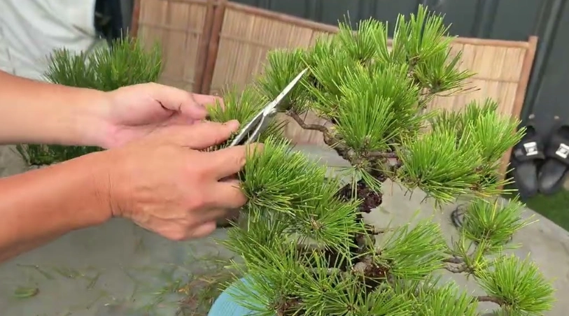 黑松盆栽修剪 黑松盆栽修剪