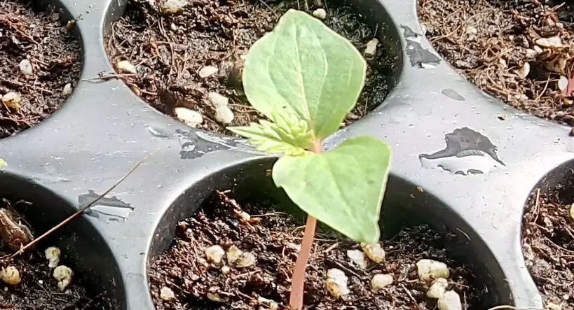 葡萄苗培育全攻略：從選苗到收成的實戰技巧與常見錯誤解析