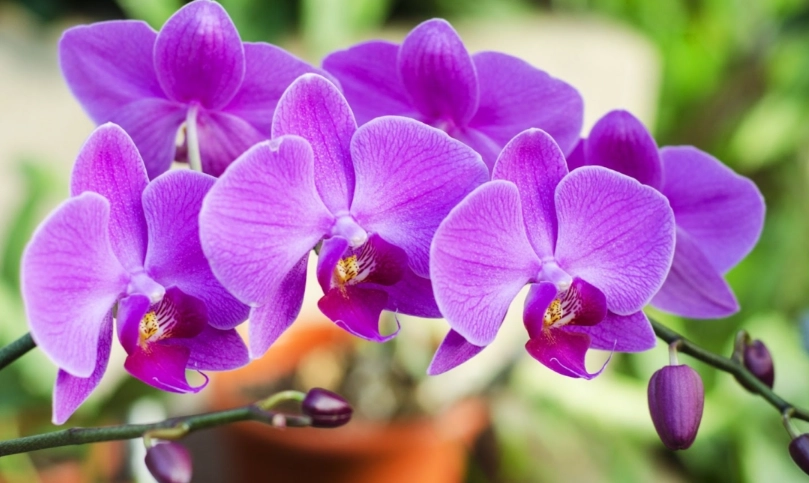 蘭花開完花後如何處理