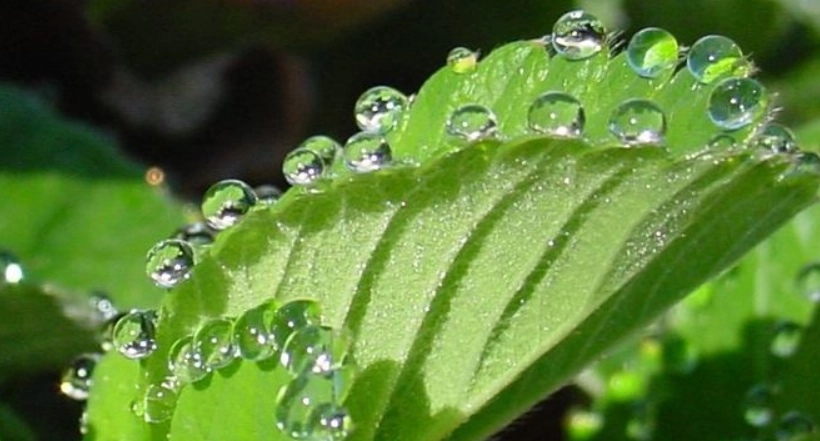 葉緣吐水現象 葉緣吐水現象