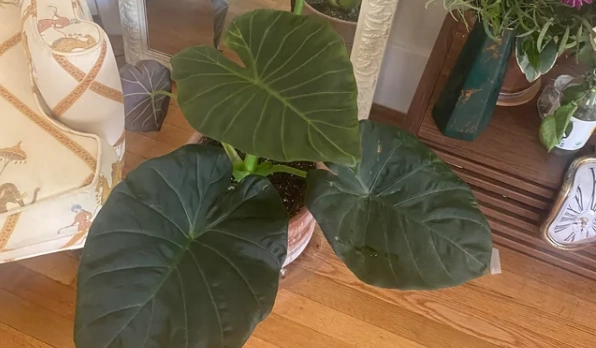 植物葉子出水原因 植物葉子出水原因