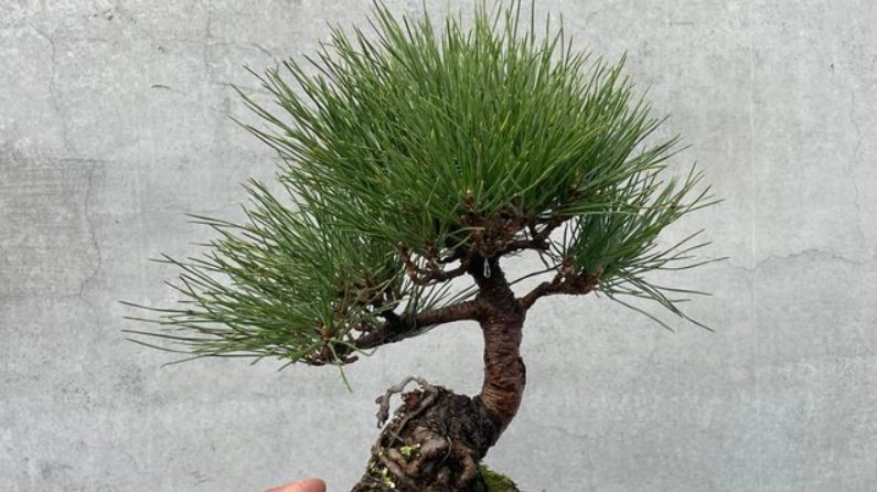 黑松盆栽修剪 黑松盆栽修剪