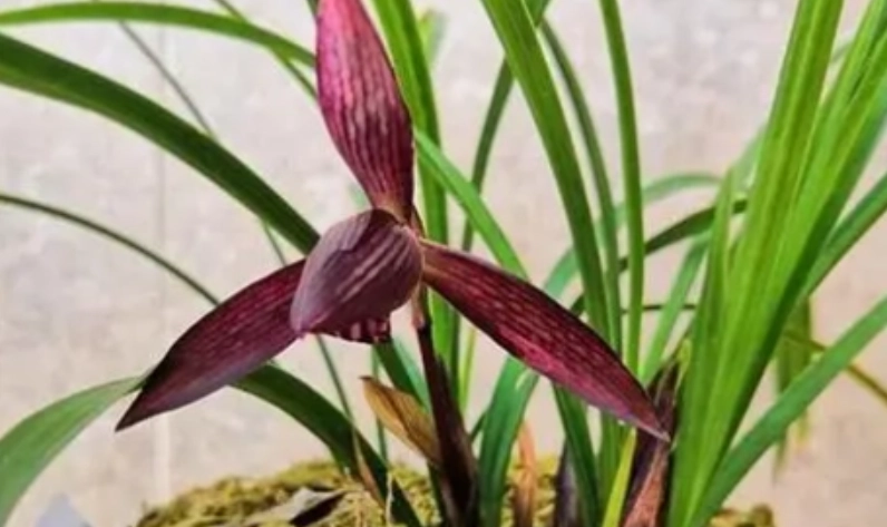 蘭花消苞原因 蘭花消苞原因