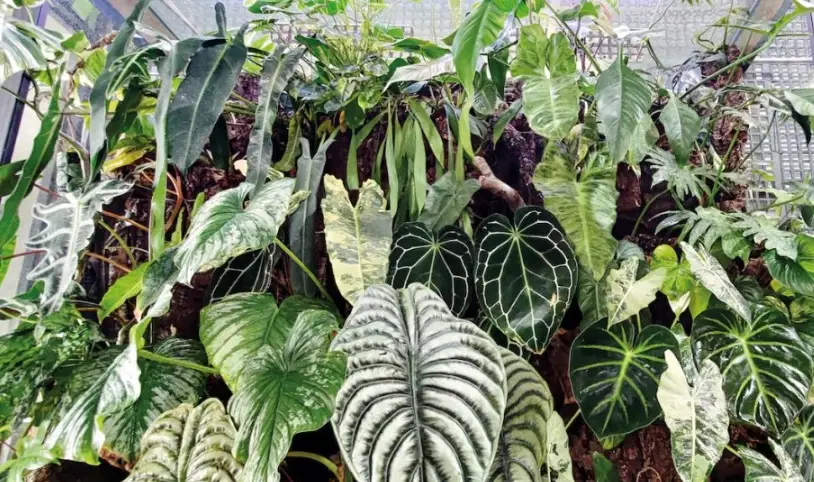 觀葉植物室內佈置指南：新手必學的挑選與照顧專家心得