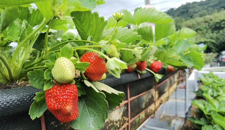 大湖採草莓季節 大湖採草莓季節