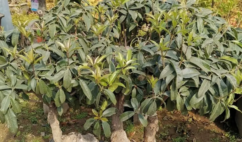 桂花照顧 桂花照顧