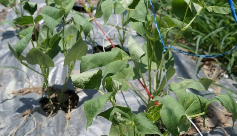 四季豆種植技巧 四季豆種植技巧
