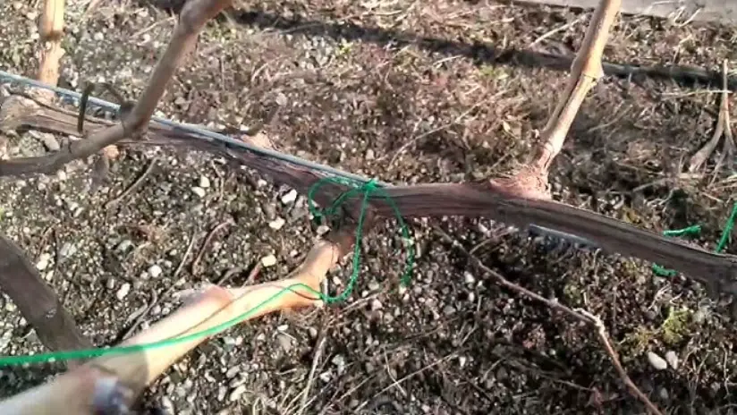 葡萄園修剪時間