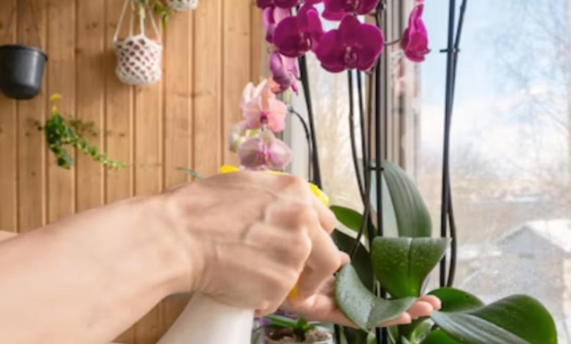 蝴蝶蘭澆水方法 蝴蝶蘭澆水方法