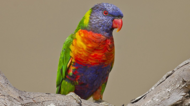 百合花鸚鵡 優缺點