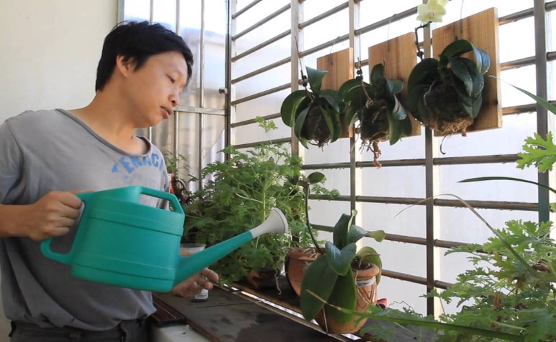 蝴蝶蘭澆水頻率 蝴蝶蘭澆水頻率