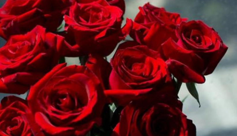 玫瑰花數量花語 玫瑰花數量花語