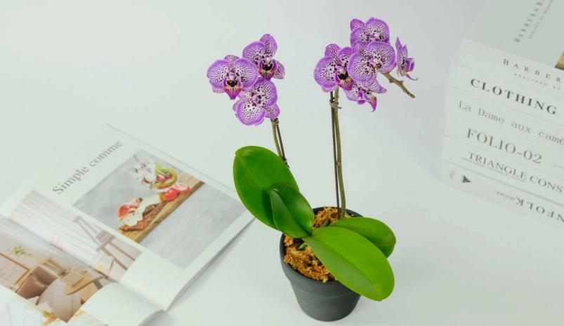 蝴蝶蘭多久澆水一次