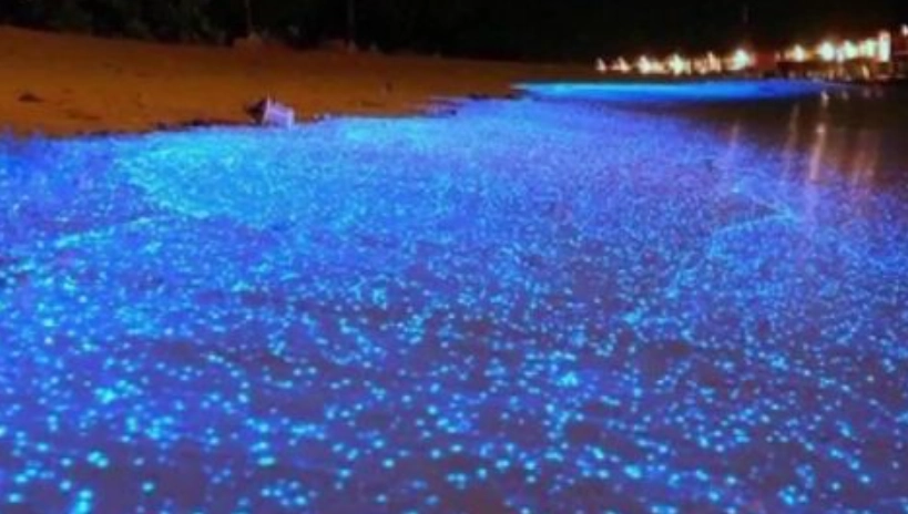 藍眼淚季節 藍眼淚季節