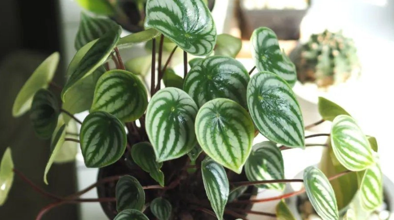 植物 加濕器 植物 加濕器