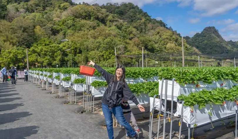大湖採草莓季節 大湖採草莓季節