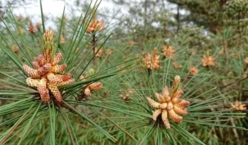 松果採集 松果採集