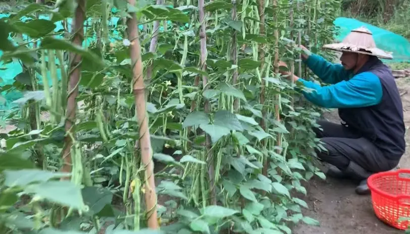 四季豆病蟲害 四季豆病蟲害