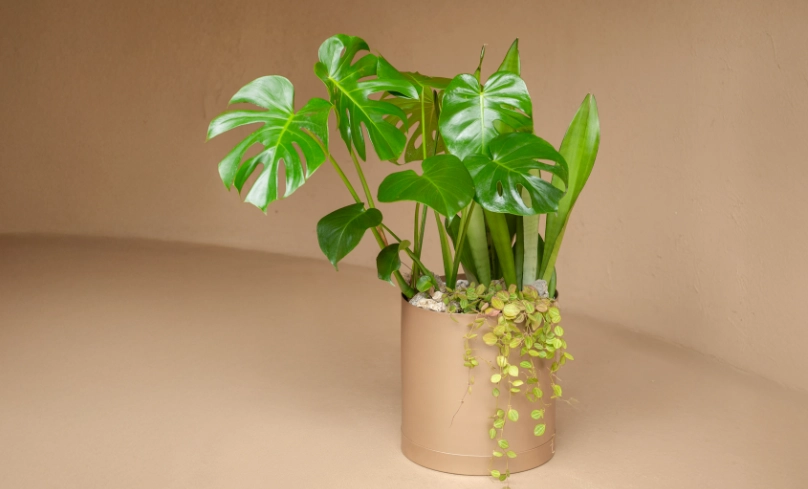 龜背芋陽光全攻略：光照需求、擺放技巧與常見問題解答