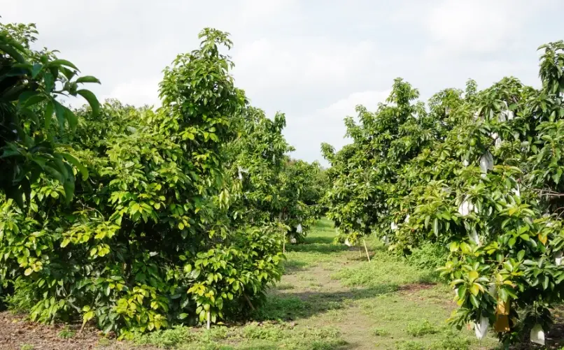 酪梨樹矮化全攻略：自家陽台也能種，輕鬆採果不費力
