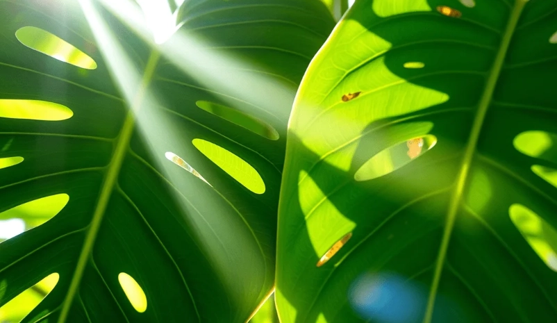 龜背芋 光照技巧