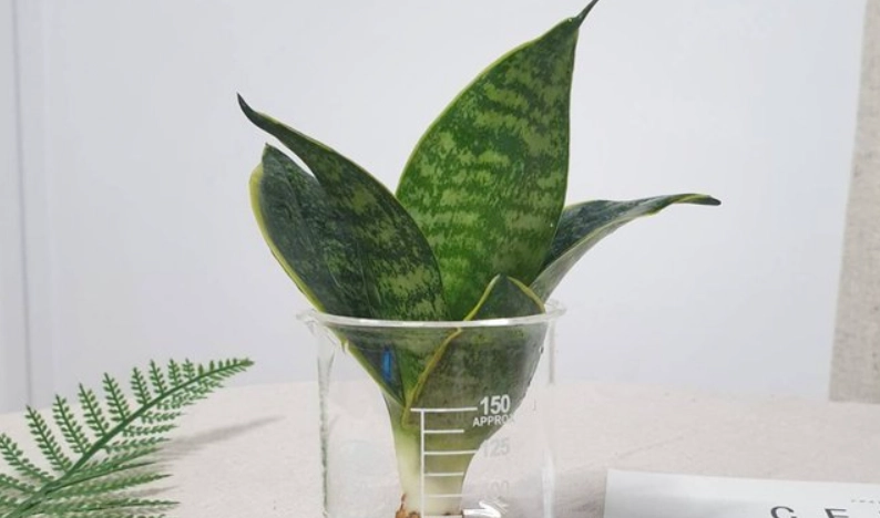 虎尾蘭 分株 水培