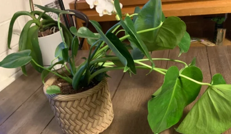 龜背芋 室內養護