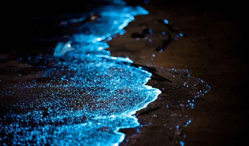 澎湖藍眼淚時間