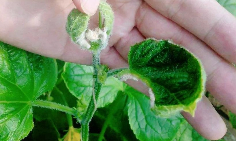 植物鈣缺乏 植物鈣缺乏