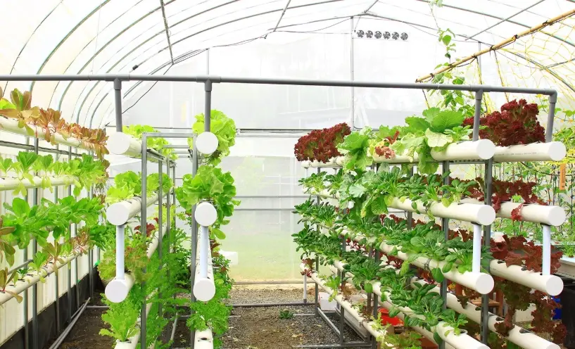 水耕營養液成分全解析：從配方到自製的實用指南