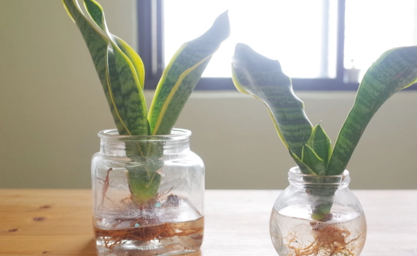 虎尾蘭 水培 方法