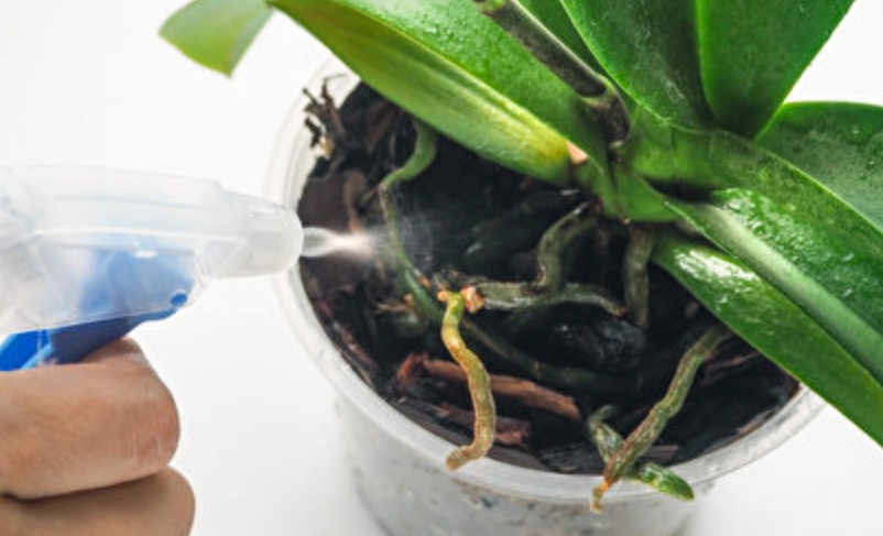 蝴蝶蘭澆水量完整指南：正確澆水技巧避免爛根與枯萎