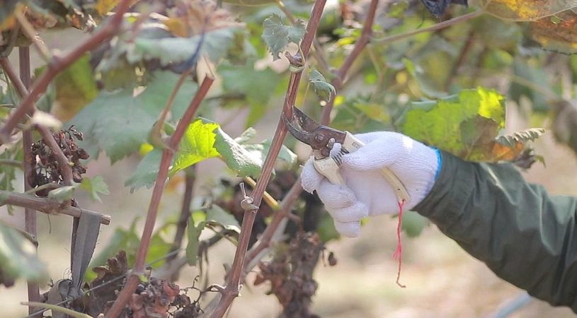 葡萄樹修剪