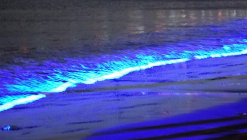 澎湖藍眼淚景點 澎湖藍眼淚景點