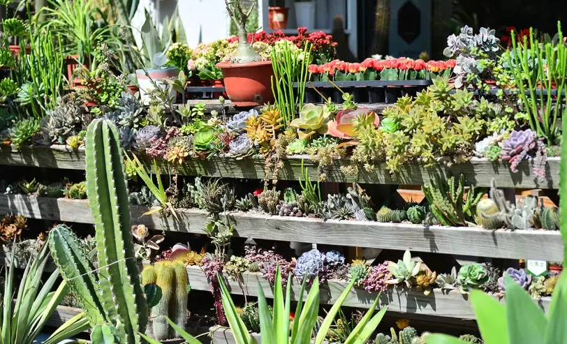 耐熱植物 耐熱植物