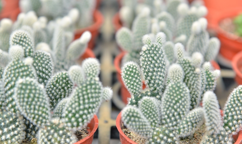 新手到行家都該收藏的仙人掌品種圖鑑與養護心法