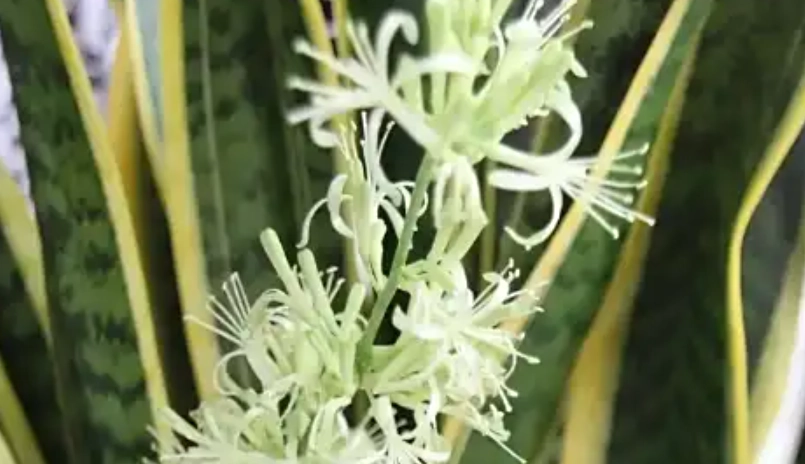 虎尾蘭開花條件大公開：掌握這幾點，你也能讓虎尾蘭開花！