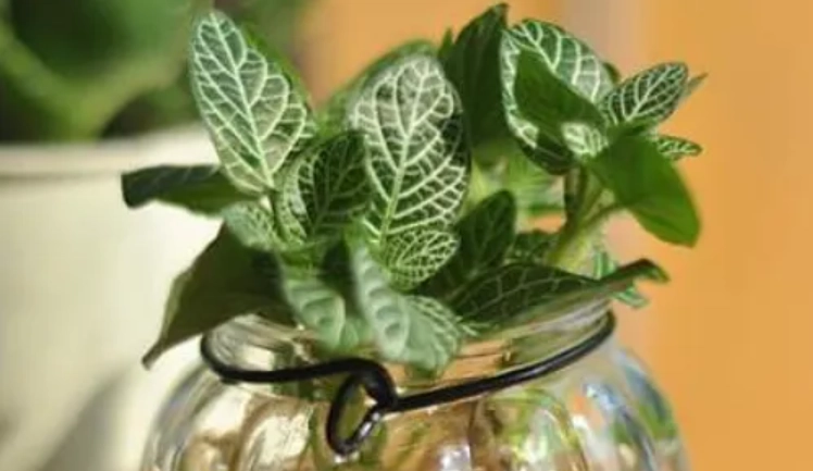 薄荷營養液配方