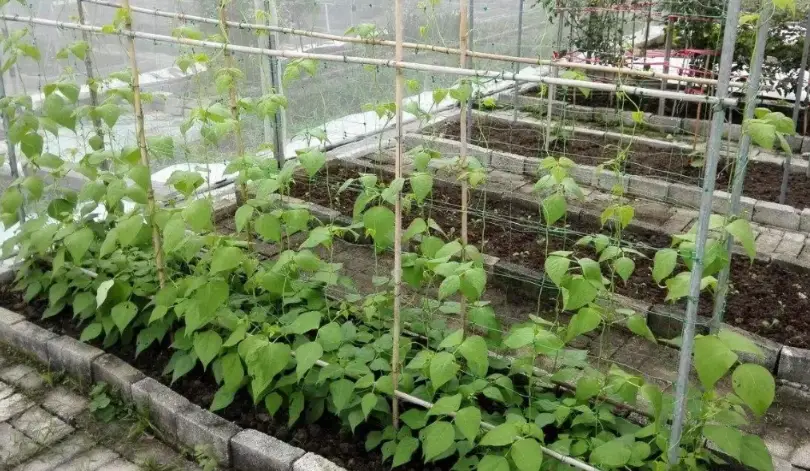 四季豆病蟲害 四季豆病蟲害