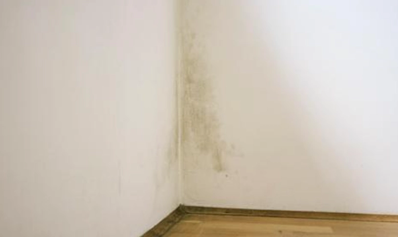 牆壁霉斑處理