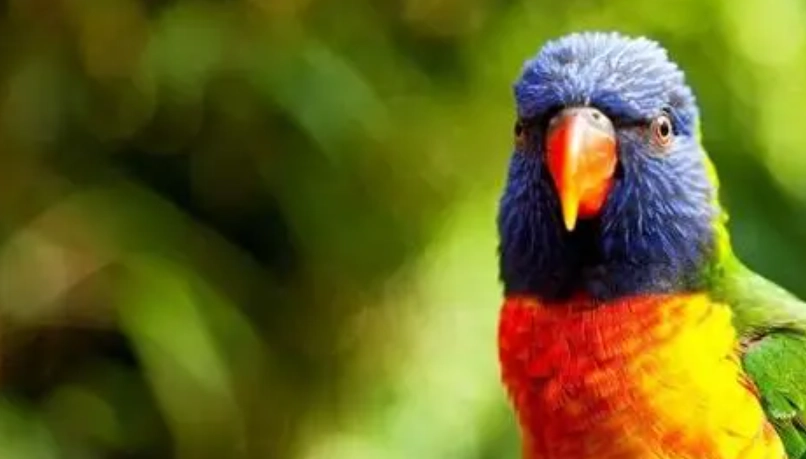 百合花鸚鵡 優缺點