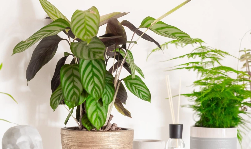 耐熱植物 耐熱植物