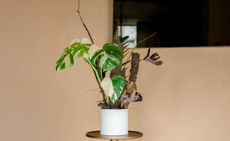 龜背芋 光照技巧