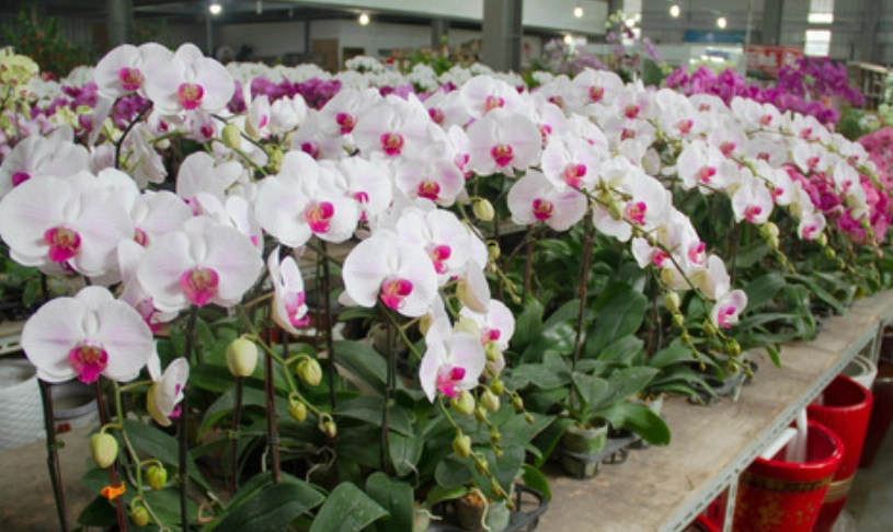 蝴蝶蘭澆水方法 蝴蝶蘭澆水方法