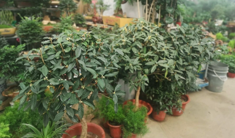 桂花種不活？園藝老手破解五大關鍵誤區與正確栽培步驟